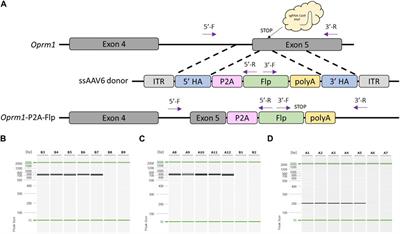 Efficient DNA knock-in using AAV-mediated delivery with 2-cell embryo CRISPR-Cas9 electroporation